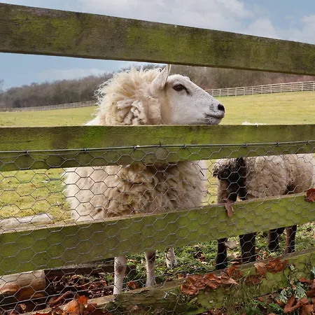 Beech Tree بيت للعطل