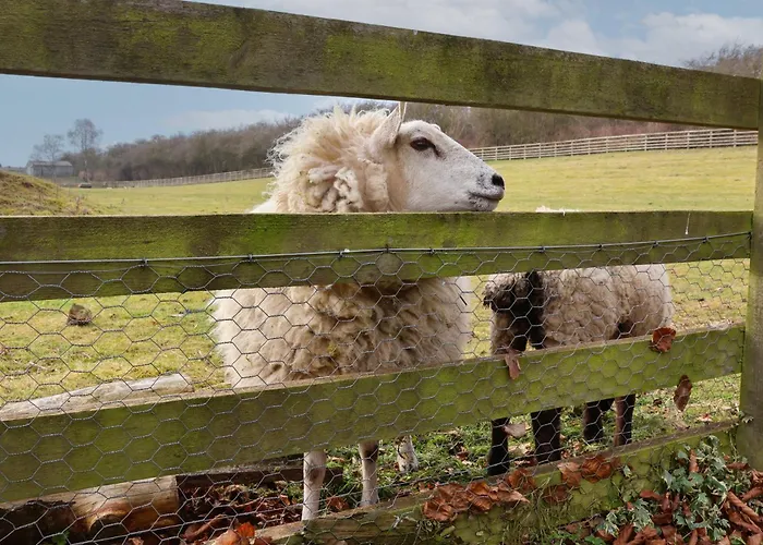 Beech Tree Prázdninový dům